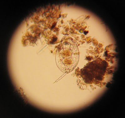 rotifer